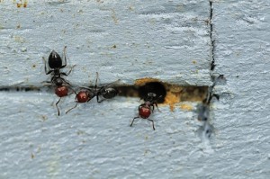 4M Zellweger Ameisen
