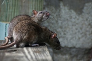 4M Zellweger Ratten