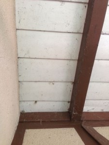 Dach mit Spinnenbefall